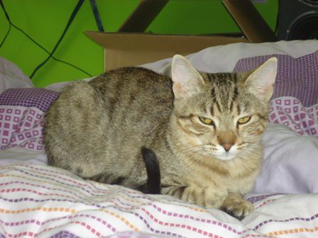 Slika