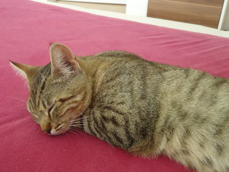 Slika