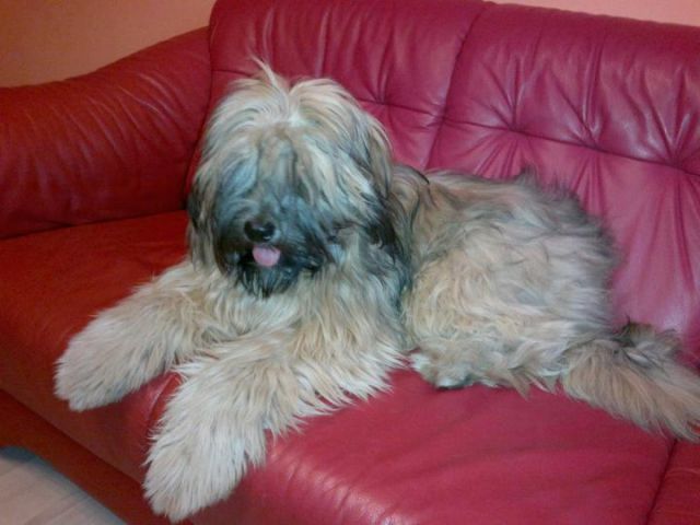 Slika