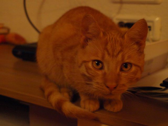 Slika