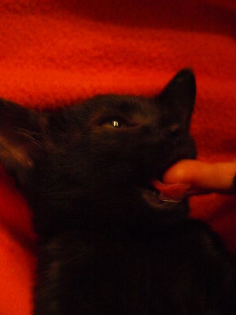Slika