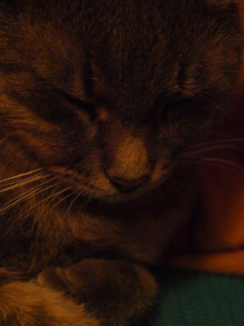 Slika