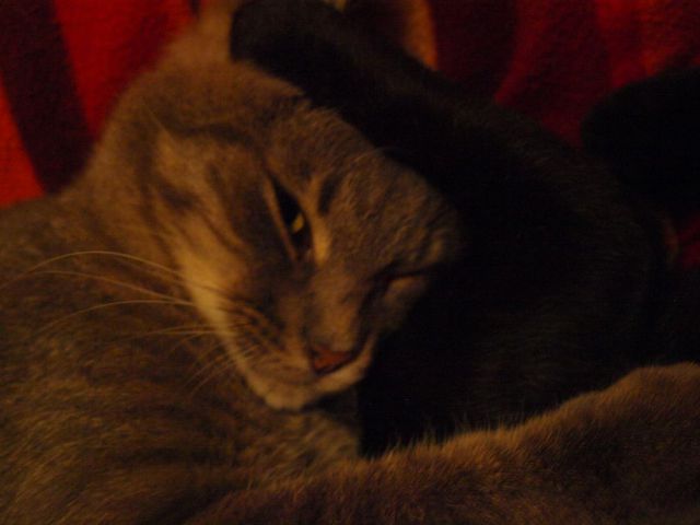 Slika