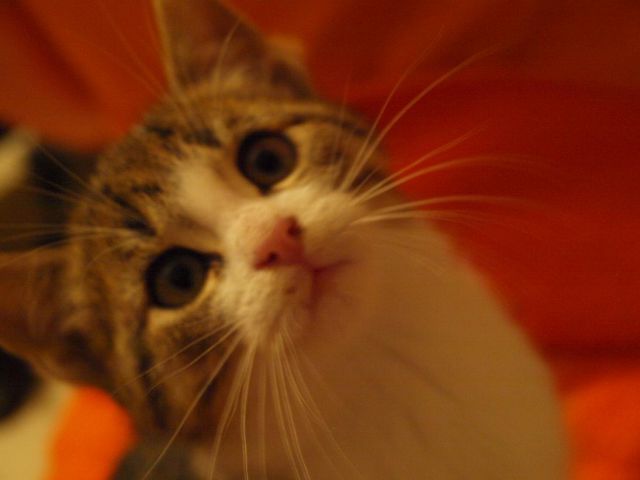 Slika