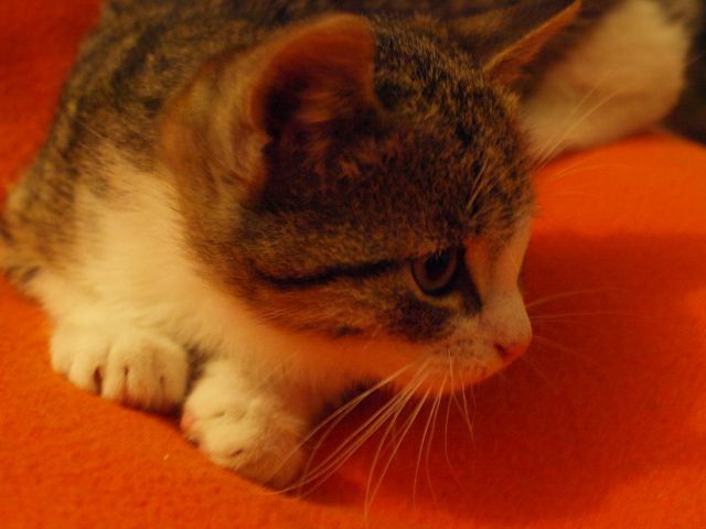 Slika