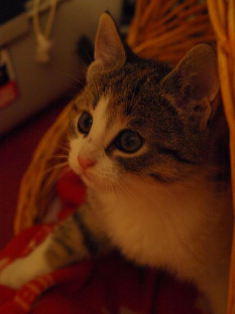 Slika