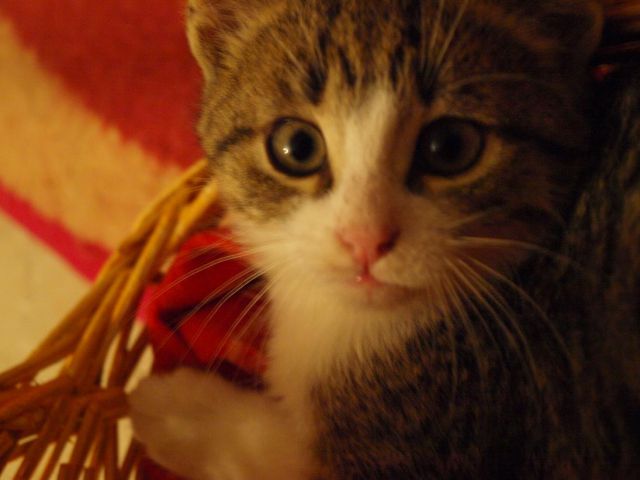 Slika