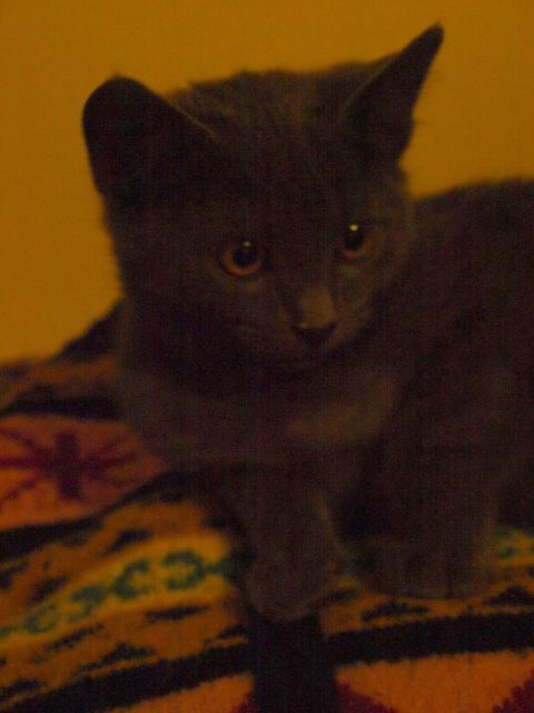 Slika