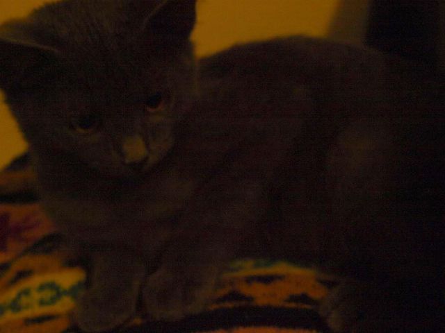 Slika