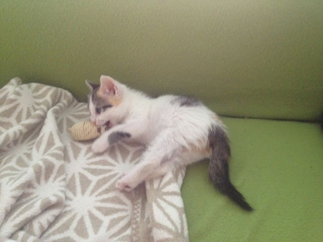 Slika