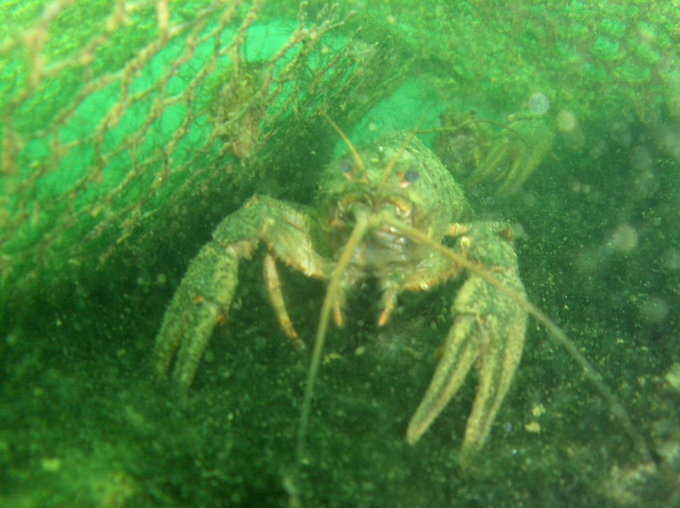 Boris - foto povečava