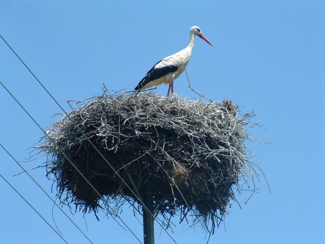 Boršt - foto povečava
