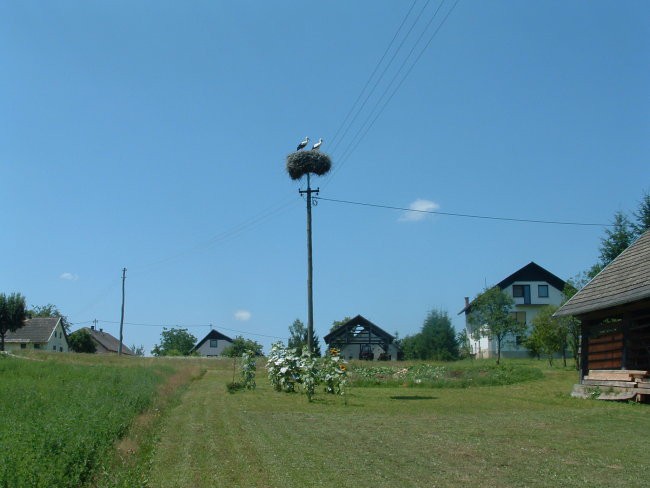 Boršt - foto povečava