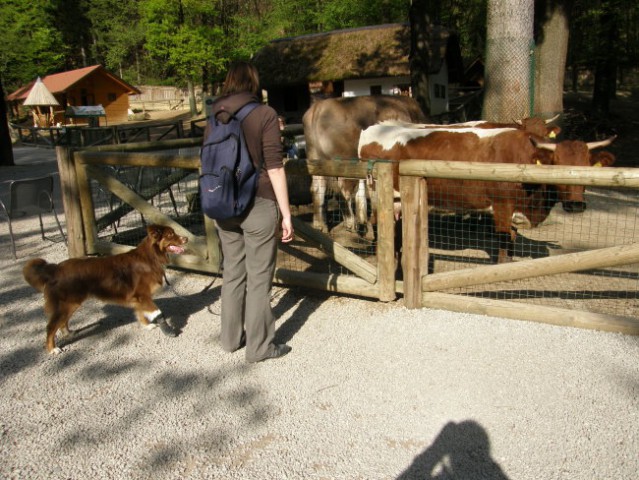 živalski vrt in divjanje z Ginny   :) - foto