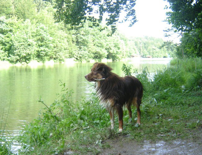Braslovško jezero 15.7.2008 - foto povečava
