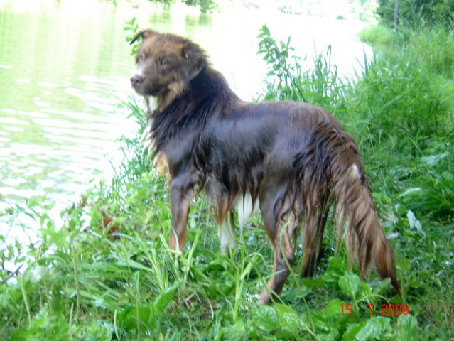 Braslovško jezero 15.7.2008 - foto