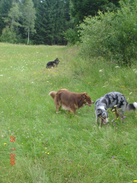 Kurešček  25.7.2008 - foto povečava