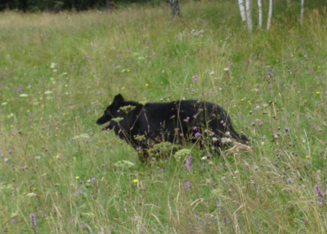 Kurešček  25.7.2008 - foto povečava