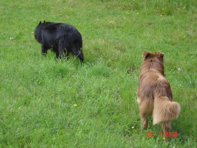 Kurešček  25.7.2008 - foto povečava