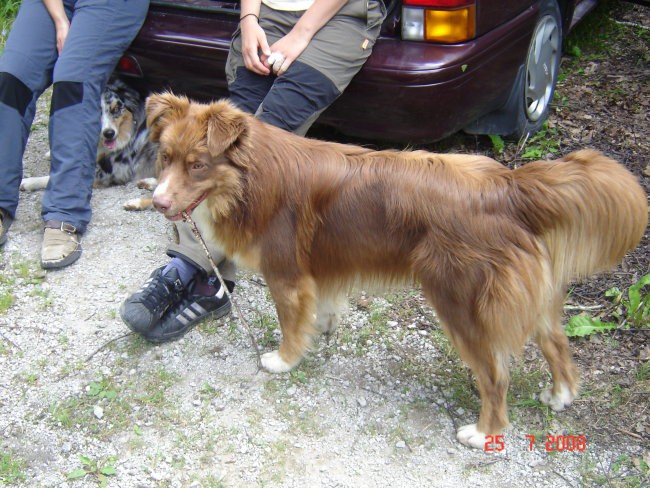 Kurešček  25.7.2008 - foto povečava