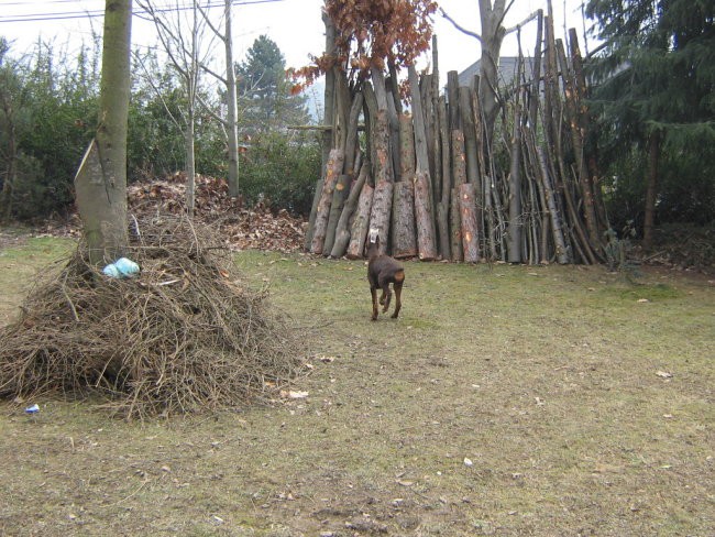 Bobby 31.1.08 - foto povečava