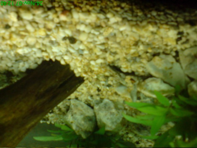 AKVARIJI - foto