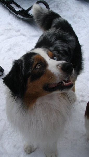 Australian shepherd meeting  - foto povečava