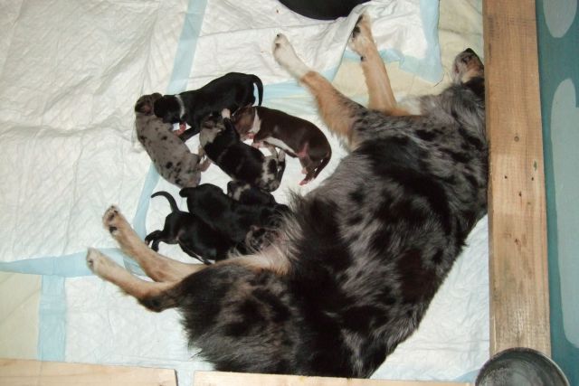 Tana's puppies 2009 - 1st week - foto