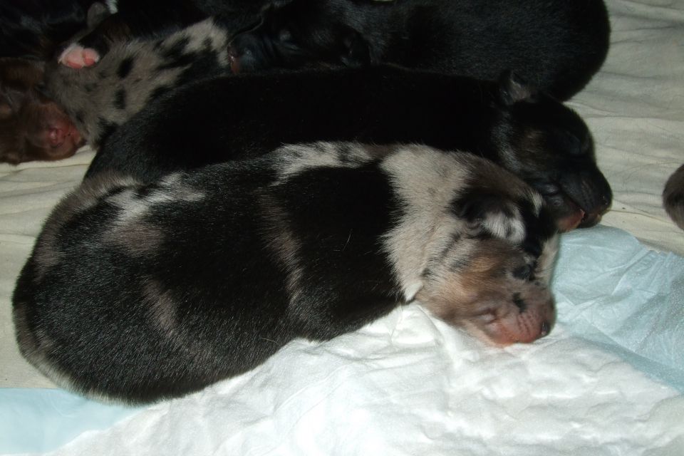Tana's puppies 2009 - 1st week - foto povečava