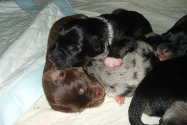 Tana's puppies 2009 - 1st week - foto
