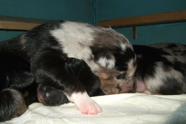 Tana's puppies 2009 - 2nd week - foto