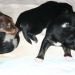 Tana's puppies 2009- 3rd week