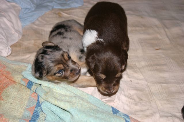 Tana's puppies 2009- 3rd week - foto