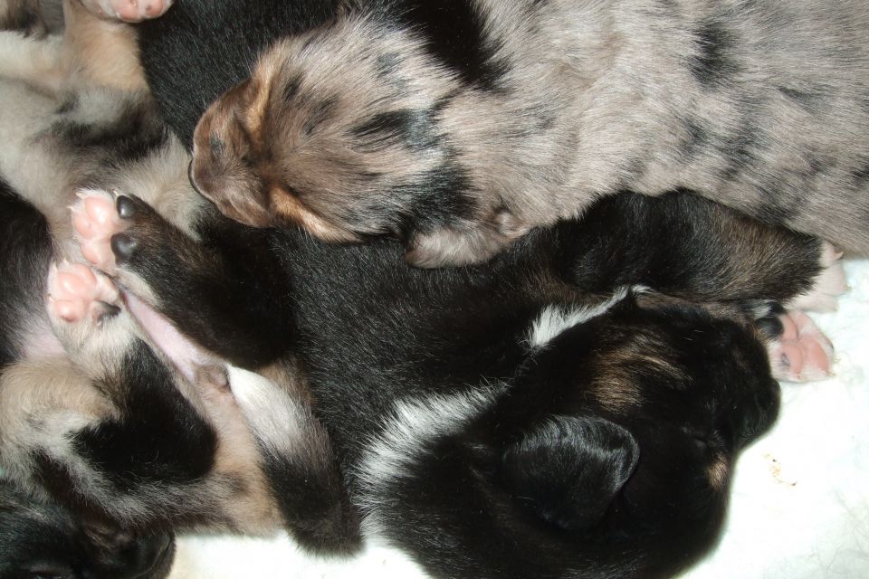 Tana's puppies 2009- 3rd week - foto povečava