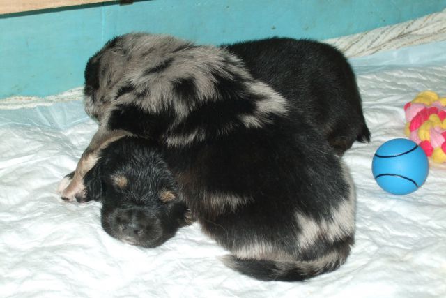 Tana's puppies 2009- 3rd week - foto