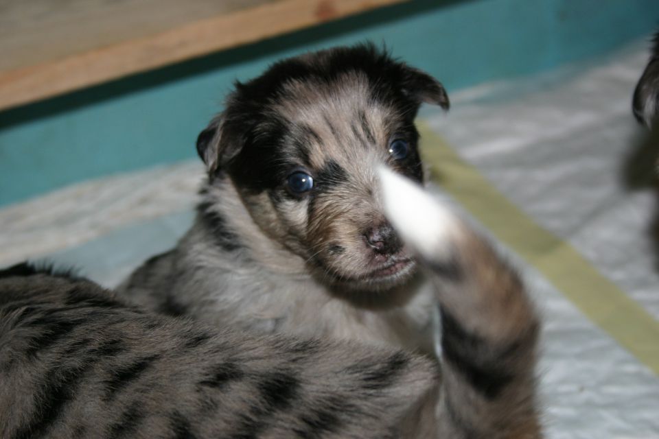 Tana's puppies 2009- 4th week - foto povečava