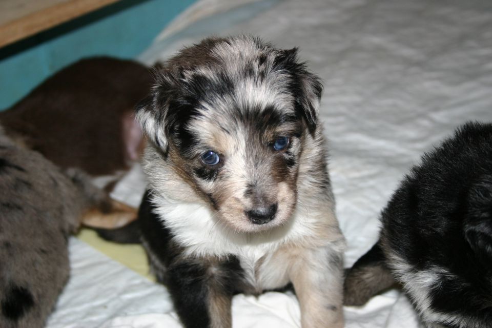 Tana's puppies 2009- 4th week - foto povečava