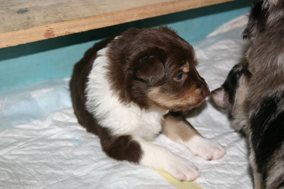 Tana's puppies 2009- 4th week - foto povečava