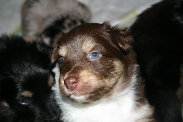 Tana's puppies 2009- 4th week - foto