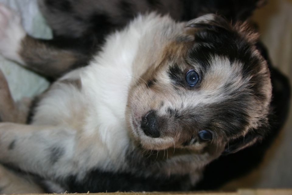 Tana's puppies 2009- 4th week - foto povečava