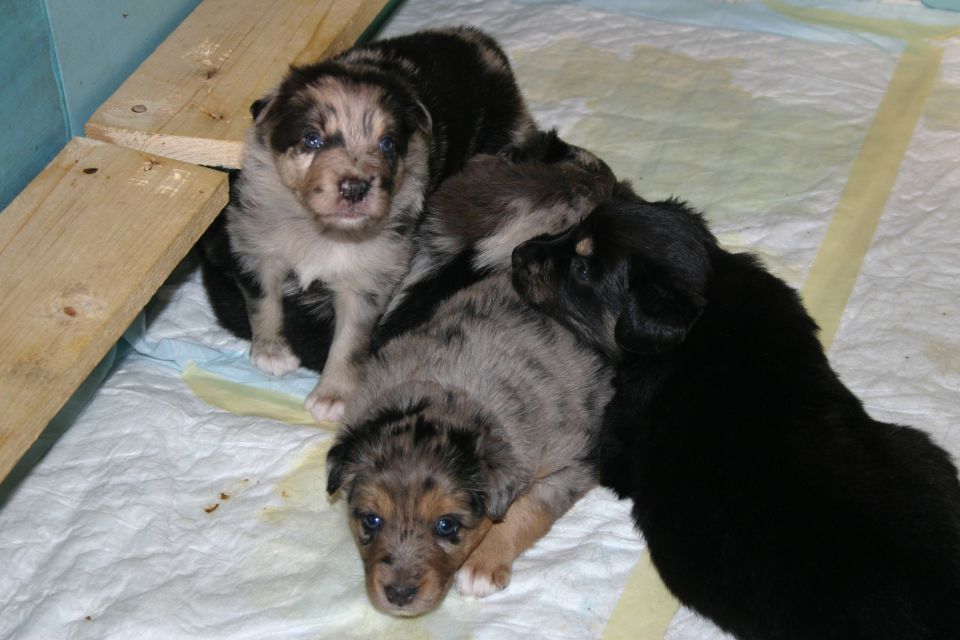 Tana's puppies 2009- 4th week - foto povečava