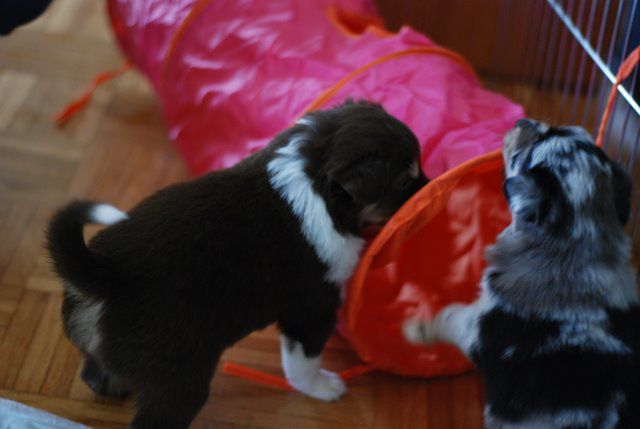 Tana's puppies 2009- 4th week - foto