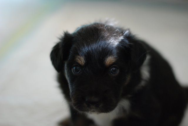 Tana's puppies 2009- 4th week - foto povečava