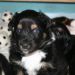 Tana's puppies 2009- 5th week