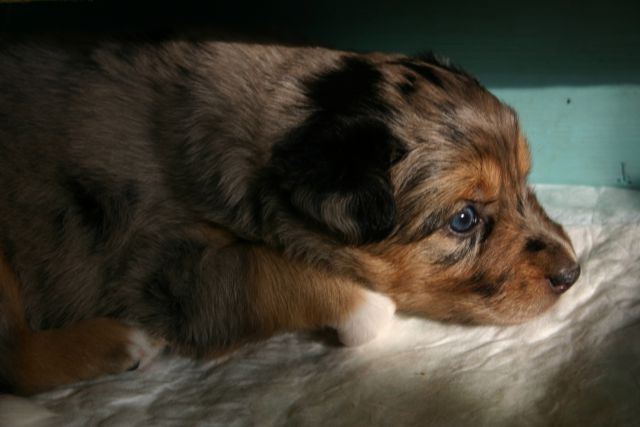 Tana's puppies 2009- 5th week - foto