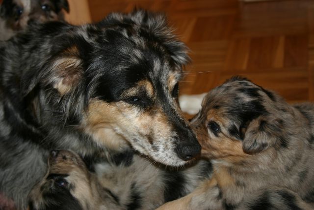 Tana's puppies 2009- 5th week - foto