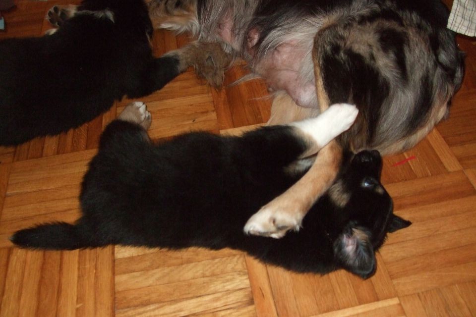 Tana's puppies - 6th week - foto povečava