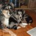 Tana's puppies 2009 - 7th week