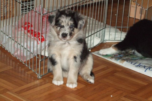 Tana's puppies 2009 - 7th week - foto