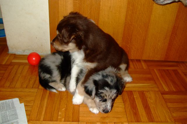 Tana's puppies 2009 - 7th week - foto